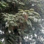 Anadenanthera colubrina ഫലം