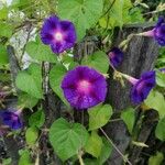 Ipomoea purpureaКветка