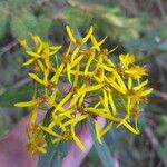 Senecio ovatusᱵᱟᱦᱟ