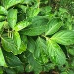 Cornus kousa Blatt