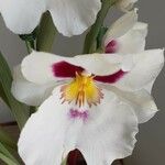 Miltoniopsis phalaenopsis ᱥᱟᱠᱟᱢ