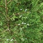 Juniperus virginiana Fruit