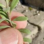 Alyssum montanum Folio