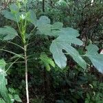 Dendropanax arboreus Blad