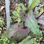 Sonchus oleraceus Листок