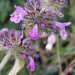 Clinopodium vulgare Flor
