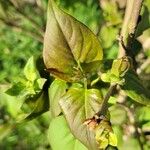 Syringa vulgaris Leaf