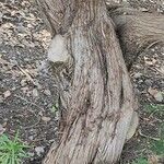 Juniperus turbinata Rhisgl