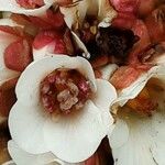 Bergenia ciliata Floare