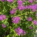 Monarda fistulosaFlower