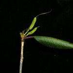 Rhododendron campylocarpum ശീലം