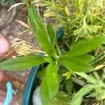 Dianthus barbatus Foglia