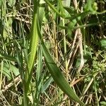 Tripolium pannonicum 葉