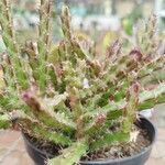 Euphorbia lenewtonii Blatt