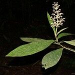 Miconia appendiculata Листок