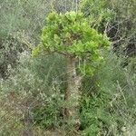 Tylecodon paniculatus Leaf