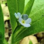 Myosotis sparsiflora Flower