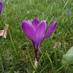 Crocus vernus ফুল