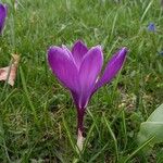 Crocus vernus Blomma