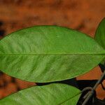 Garcinia kola Leaf