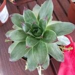 Sempervivum calcareumLeaf