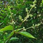 Ligustrum robustum ফুল