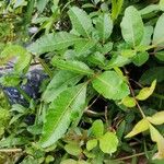Schinus terebinthifolius List
