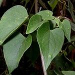 Mikania cordifolia Leaf