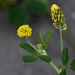 Medicago lupulina പുഷ്പം