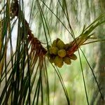 Pinus patulaFruit