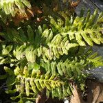 Polypodium californicum Hábito