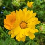 Calendula officinalisFlower