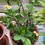 Euphorbia milii ফুল