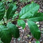 Coffea fotsoana Blatt