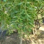 Maytenus boaria Hoja