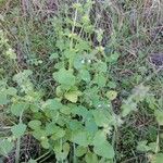 Stachys arvensis Foglia