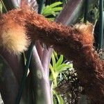 Billbergia macrocalyx 花