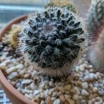 Mammillaria barbata Leht