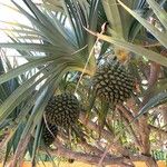 Pandanus utilis Frucht