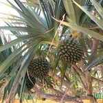 Pandanus utilis फल