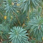 Euphorbia characias Žiedas