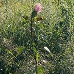 Hibiscus laevis Lehti