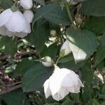 Philadelphus coronarius Flower