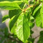 Prunus brigantina Blad