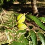 Carya aquatica Owoc