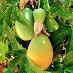 Passiflora caerulea 果実