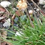 Armeria maritima Plod