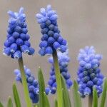 Muscari botryoides Kukka