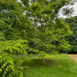 Gymnocladus dioicus Habit