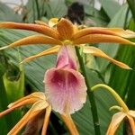 Phaius tankervilleae Квітка